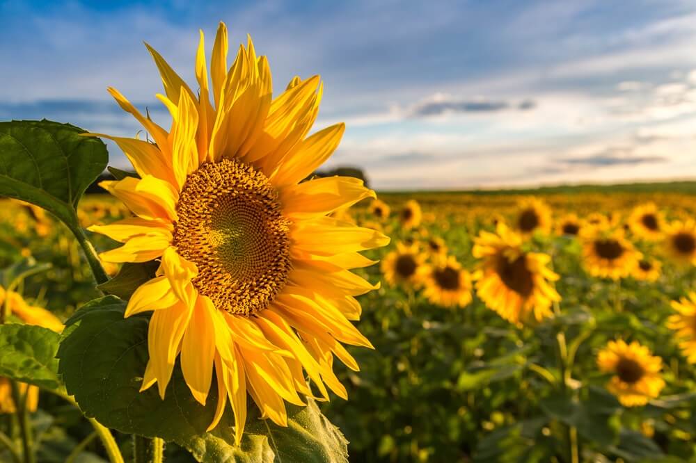 Tournesols en plein champ