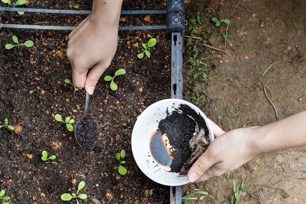 Le marc de café dans le jardin