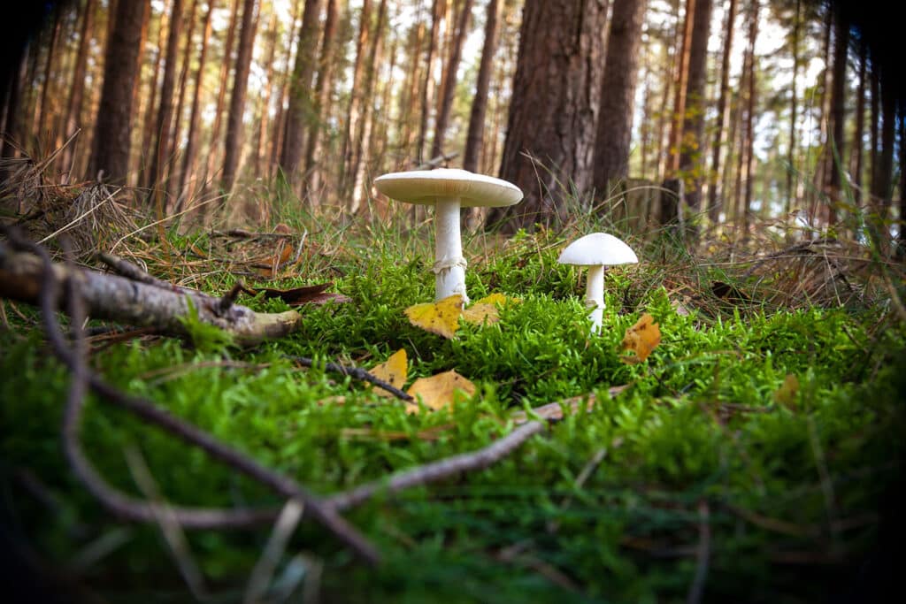 Détruire le champignon des anges