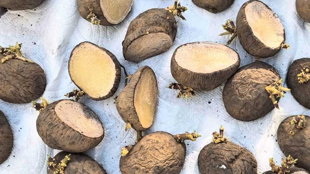 Pommes de terre de semence