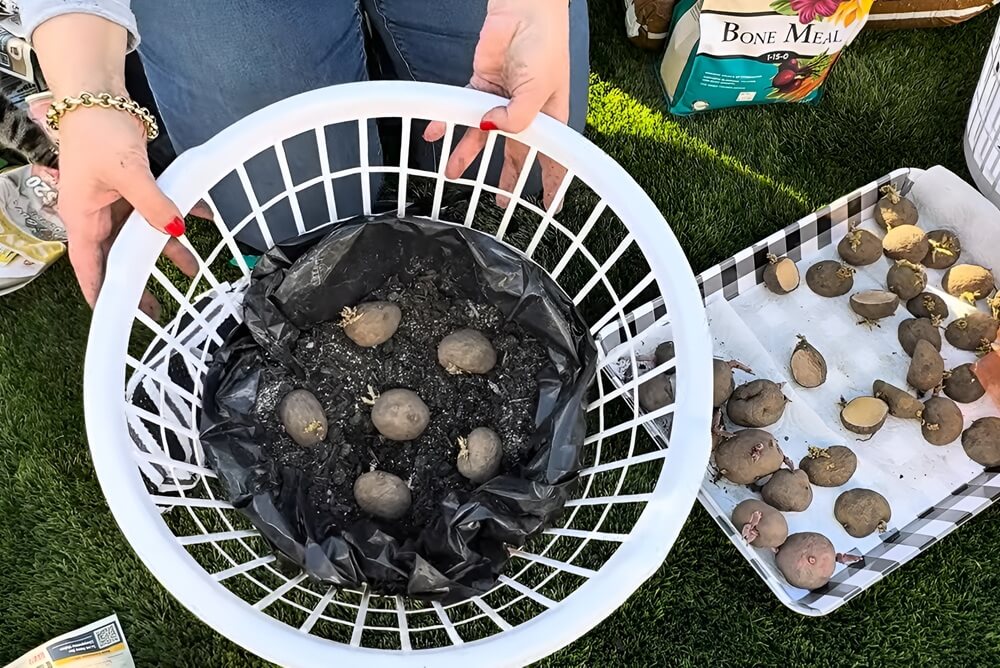 Ajouter les pommes de terre de semence