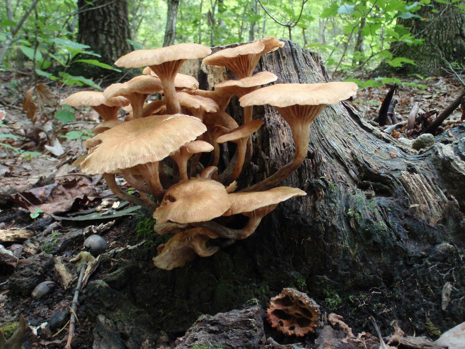 champignons sauvages poussant sur une souche d'arbre
