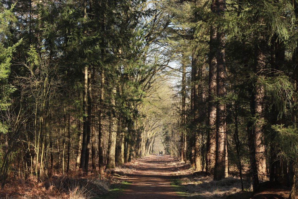 sentier-de-promenade-mastbos-breda-en-automne