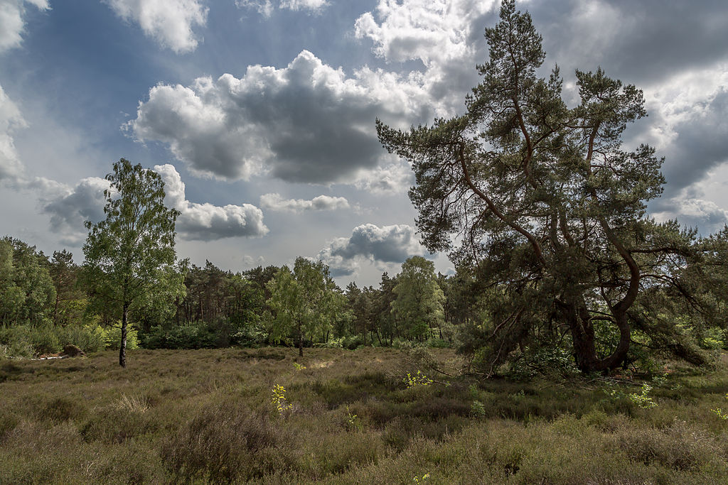 nature-sauvage-utrechtse-heuvelrug-réserve-naturelle-forêt-pays-bas