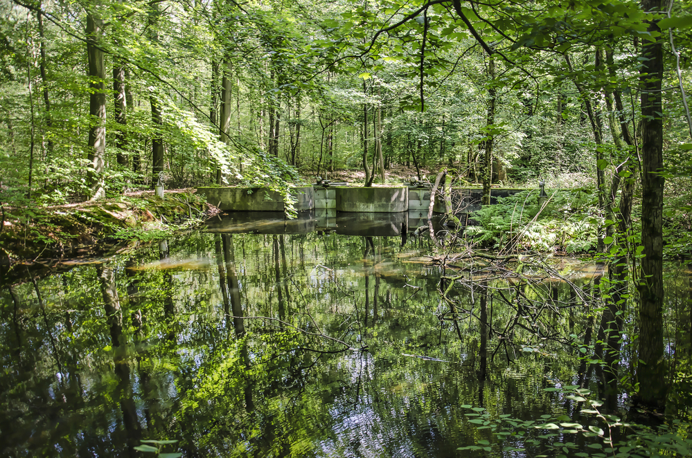 bassin-réfléchissant-entouré-d'anciennes-installations-expérimentales-laboratoire-hydraulique-forêt-waterloopbos-pays-bas