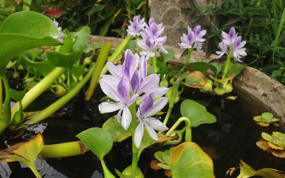 Fleurs de jacinthe d'eau