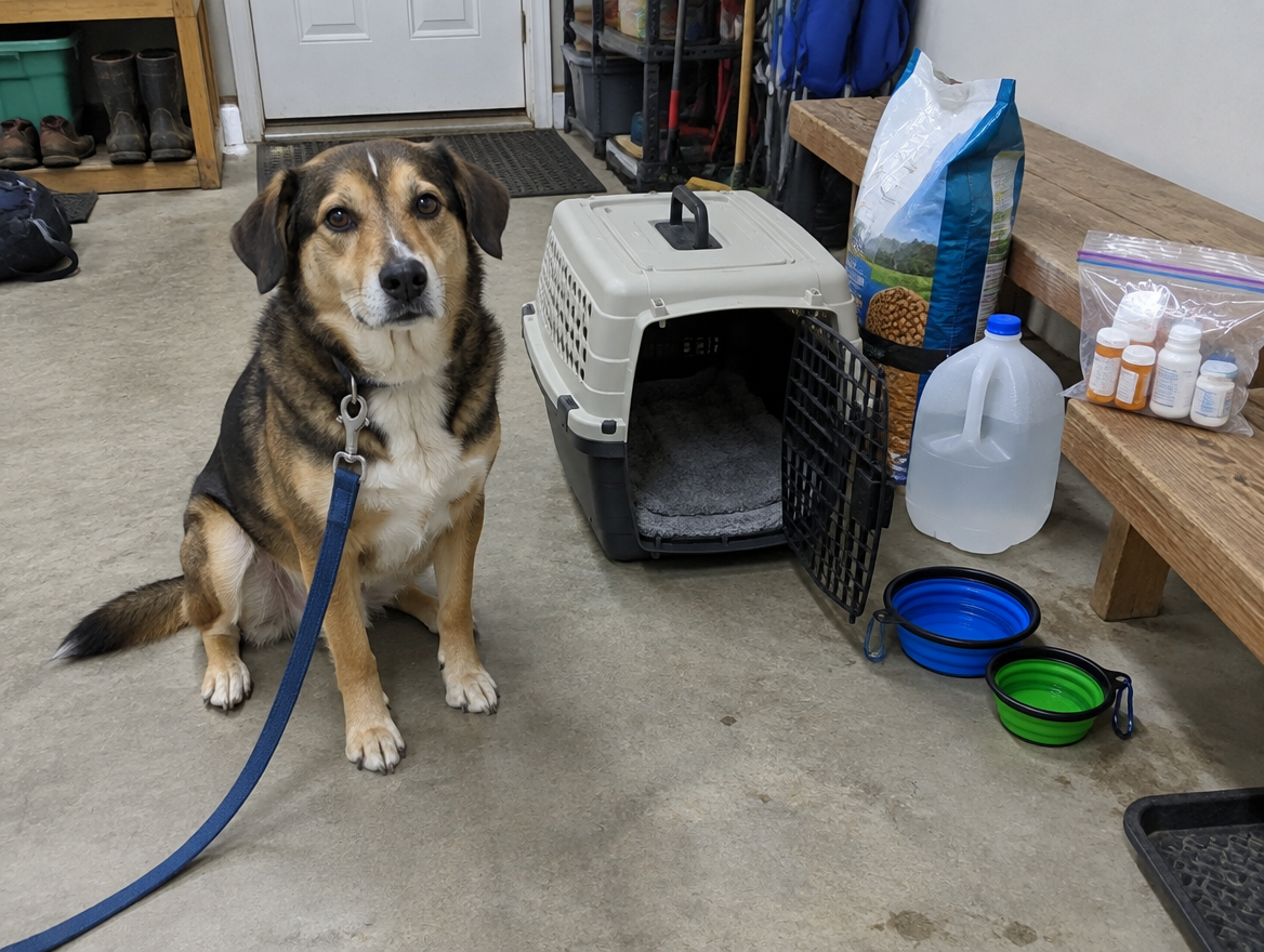 Chien en laisse à côté d’une cage de transport, nourriture pour animaux, gamelles, eau et médicaments préparés pour une évacuation en cas d’inondation
